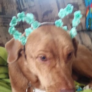 Meet your Posher, Mackenzie